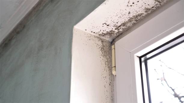 Best Mold Removal and Inspection  in Stapleton, AL