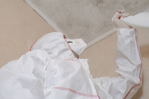 Best Home Mold Removal  in Stapleton, AL