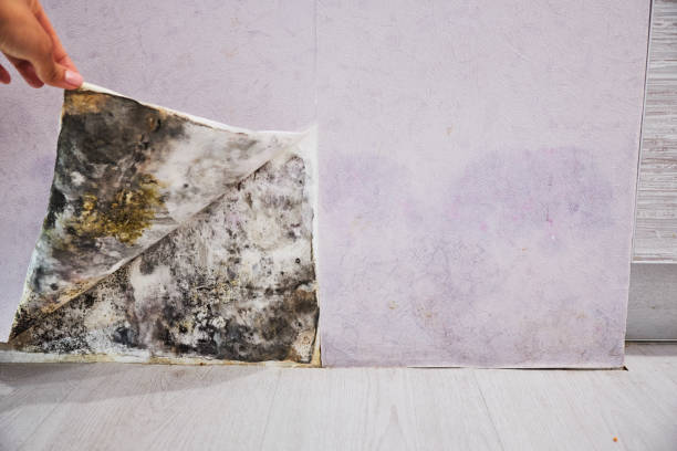 Home Mold Removal in Stapleton, AL